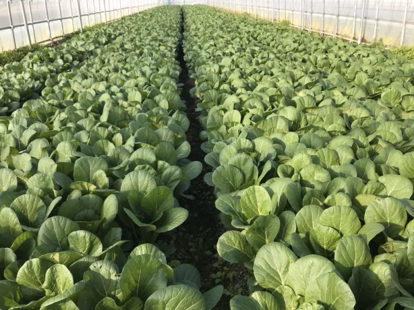 石川のめぐみ！白山の湧水で育った小松菜2.5kg