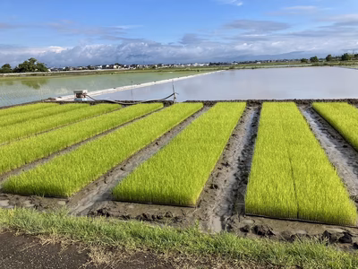 みんなの投稿の画像