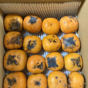 無農薬栽培　柿　渋抜き済み　約30個位　箱込み5キロ以上