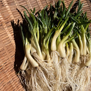 当地在来野菜:アサツキ(朝月、浅葱)根つき