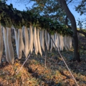 本場沢庵が漬けられる干し大根（添加物不使用）約２K～１0ｋ