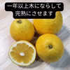 7月まで樹上完熟河内晩柑  見て食べて味でおどろきのトリプルスリー