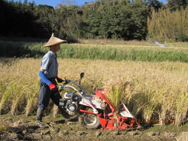 おだ掛け、肥料農薬不使用、自家採種のさっぱり系お米　玄米３キロ
