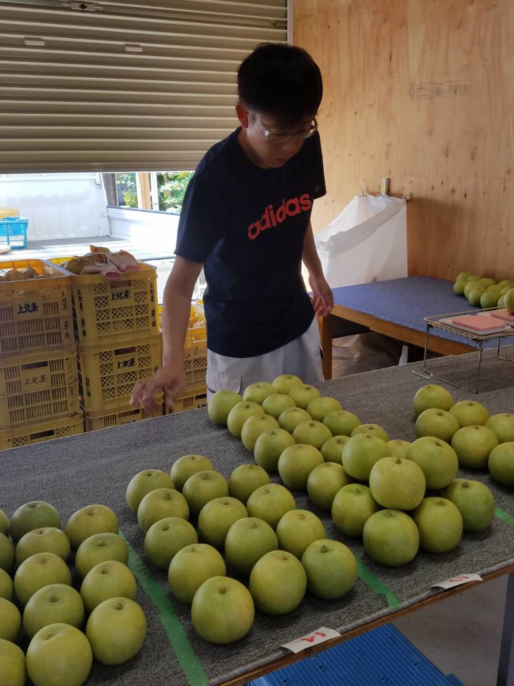 [特大]王秋梨(おうしゅうなし) [北海道、沖縄への発送は除きます。] 3kg (3玉入)