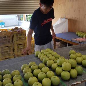 冷やして食べよう！幸水梨 (送料込み)北海道、沖縄への発送は除きます