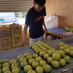 【特大】王秋梨(おうしゅうなし)　　【北海道、沖縄への発送は除きます。】