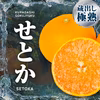 【蔵出し極熟】一度止めて寝かせた、今が一番うまい“せとか”