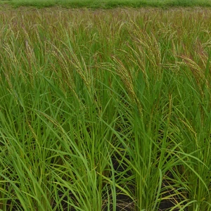 自家採種　15年目　在来種赤米うるち米