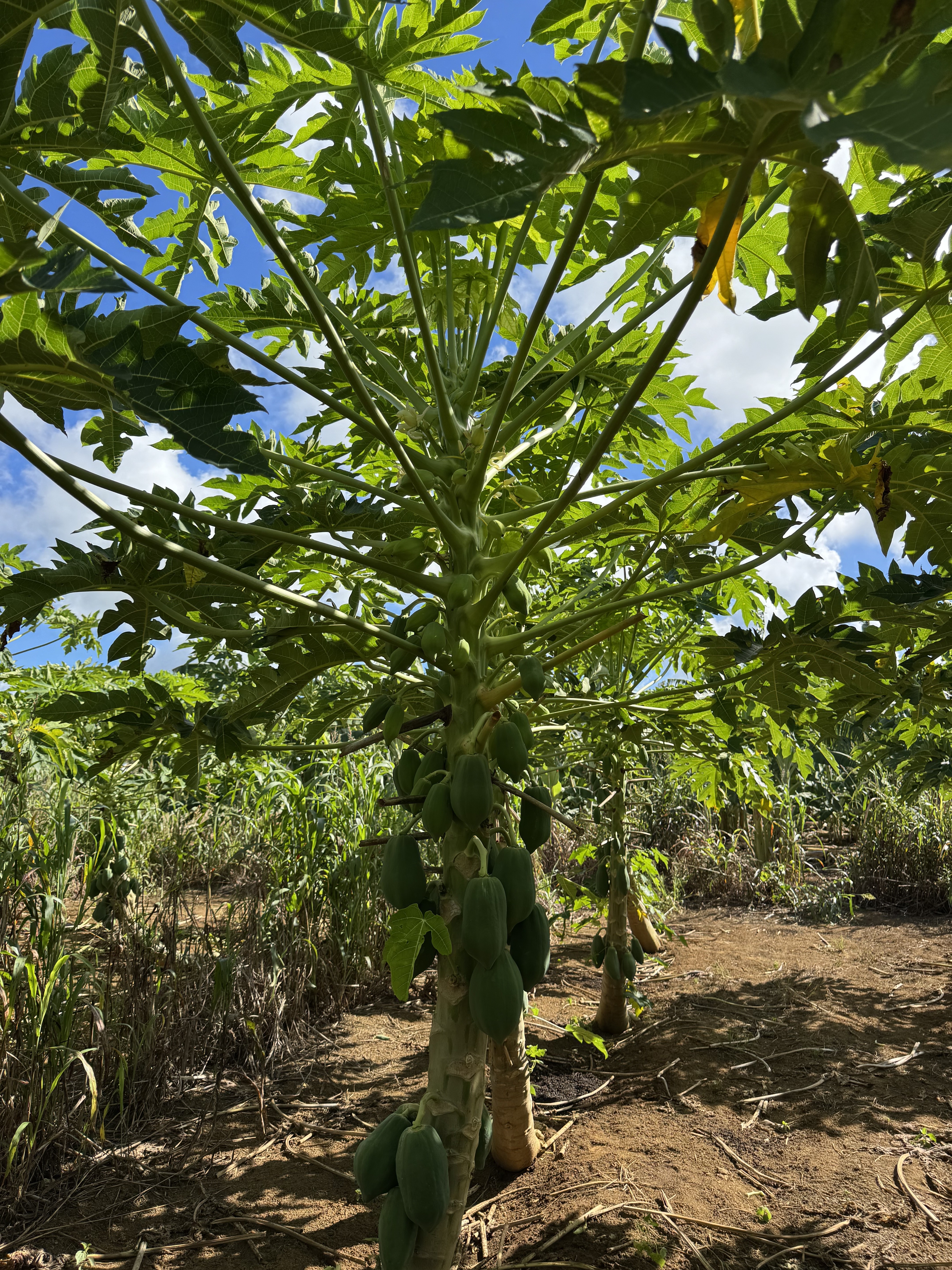 宮古島産 青パパイヤ｜パパイヤの商品詳細｜ポケットマルシェ｜産地