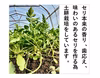 セリ ギシッとした歯応え、土耕特有の香り、辛み！