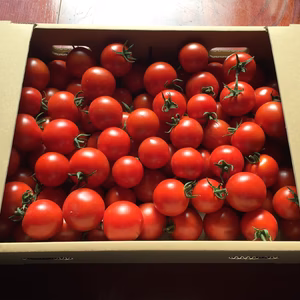 わけあり！中玉トマト