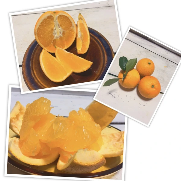 食べ比べセット 農薬未使用はっさく2キロ&ネーブルオレンジ1キロ