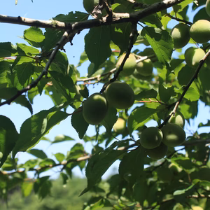 ＜無農薬・無施肥＞自然栽培青梅 サイズ無選別（梅酒・梅シロップ用）