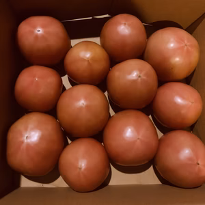 【収穫後24時間以内で発送】大小さまざま 大玉トマト2kg 10玉前後