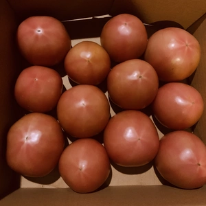 【収穫後24時間以内で発送】大小さまざま 大玉トマト2kg 10玉前後