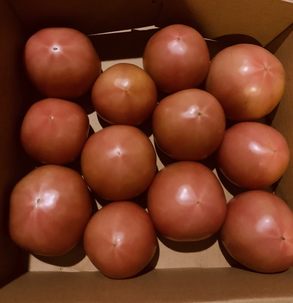 【収穫後24時間以内で発送】大小さまざま 大玉トマト2kg 10玉前後