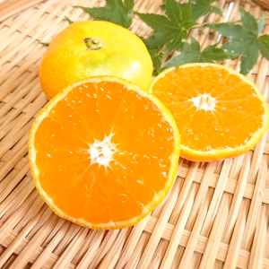 甘酸っぱい秋の味覚！極早生みかん