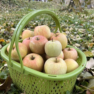 【加工用】10kg キズ果/打撲果 混載 長野県 山ノ内町 サンふじ