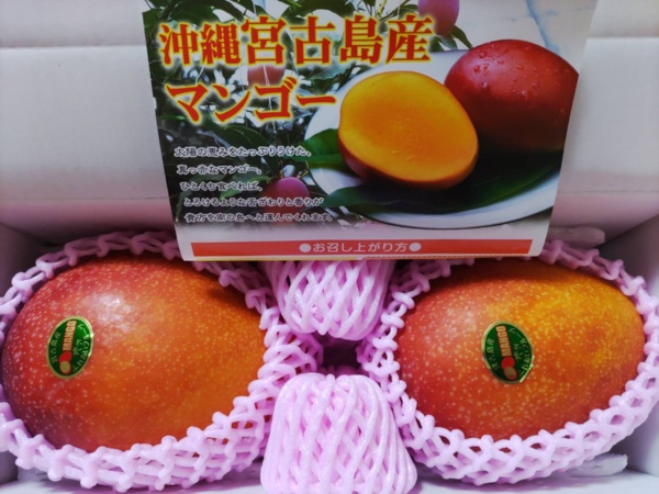 大特価 チラシ 宮古島産摘果マンゴー ②（グリーンマンゴー）15kg 100-380g 果物