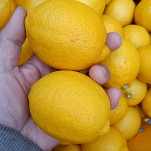 皮まで安心広島県産レモン  良品 2kg 約20個入　即日発送可能