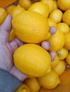 皮まで安心広島県産レモン  良品 2kg 約20個入　即日発送可能