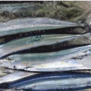 秋刀魚　1キロ真空パック瞬間冷凍　送料一律 愛媛県豊後水道産漁師直送