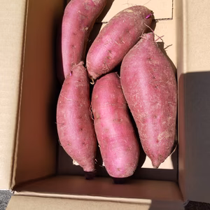 しっとりサツマイモ紅はるか1.6kg（肥料、農薬使わず）