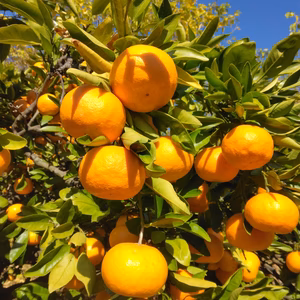 【泉州温州みかん 5kg】11/30収穫 混合(S,Mサイズ)