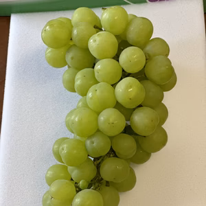 【夏の終わりの大粒ぶどう】瀬戸ジャイアンツ4房〜5房2キロ（贈答用取っ手付き）