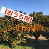 【おうち用】させぼ温州みかん 長崎県雲仙市産