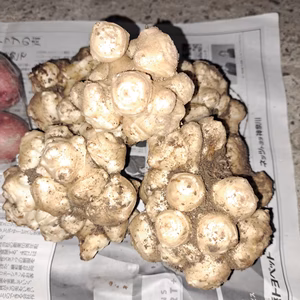 ❤おじいちゃんの無農薬　菊芋❤3キロ