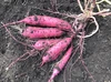 黒ボク土で育った野菜セット(カボチャ、サツマイモ)