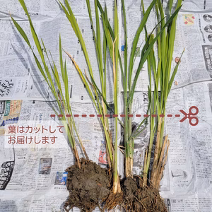 【奈良県産】マコモ（マコモダケ）苗／農薬不使用・化学肥不使用
