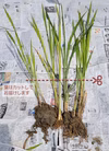 【奈良県桜井産】マコモ（マコモダケ）苗／農薬不使用・化学肥不使用