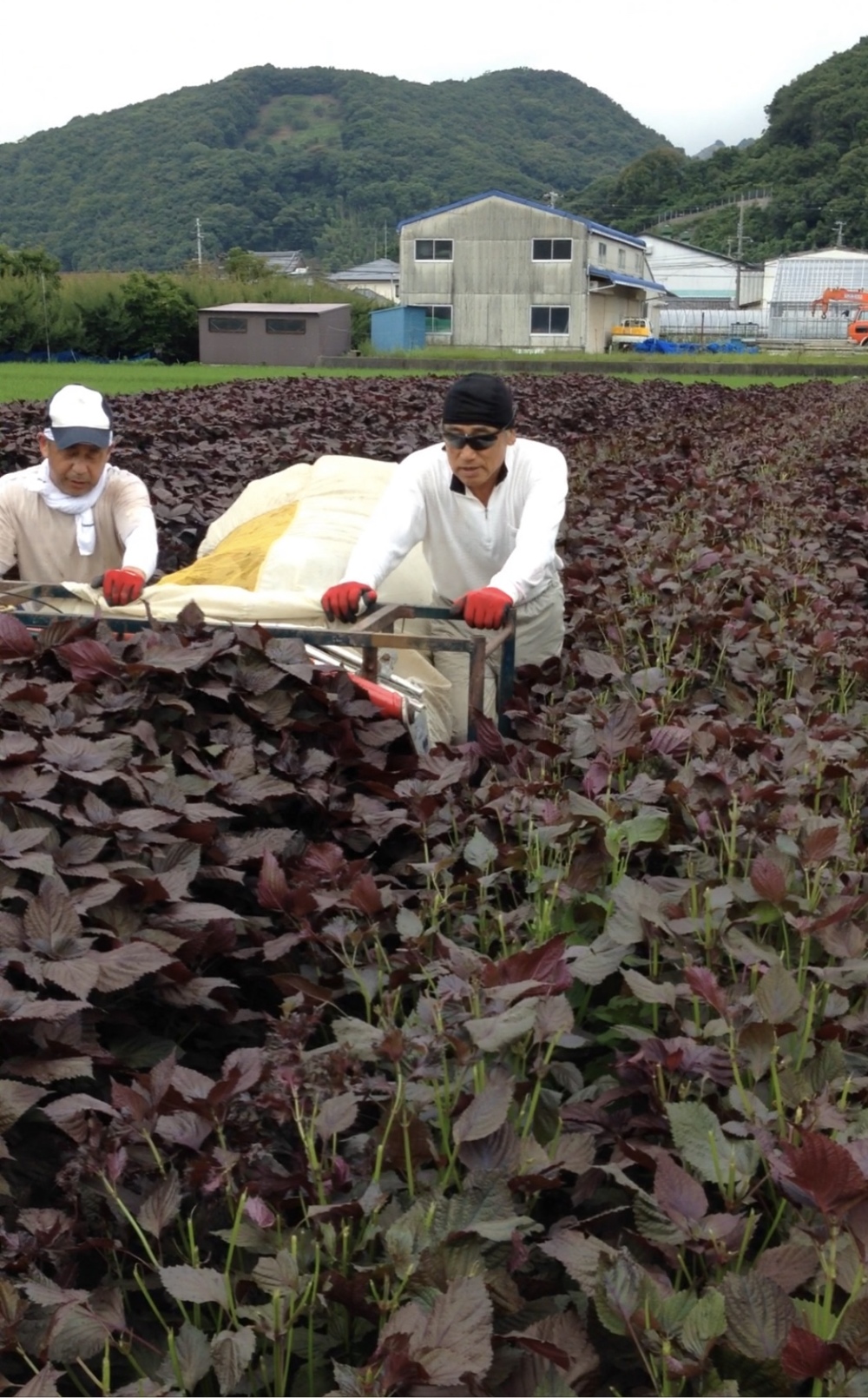 [2025年8月収穫]みなべ町から生赤しそ茎付500g〜 [2025年]生赤しそ 1.5kg