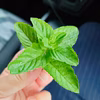【自宅で簡単栽培！】鉢付き ミントの苗 1本 ☆あまミント☆