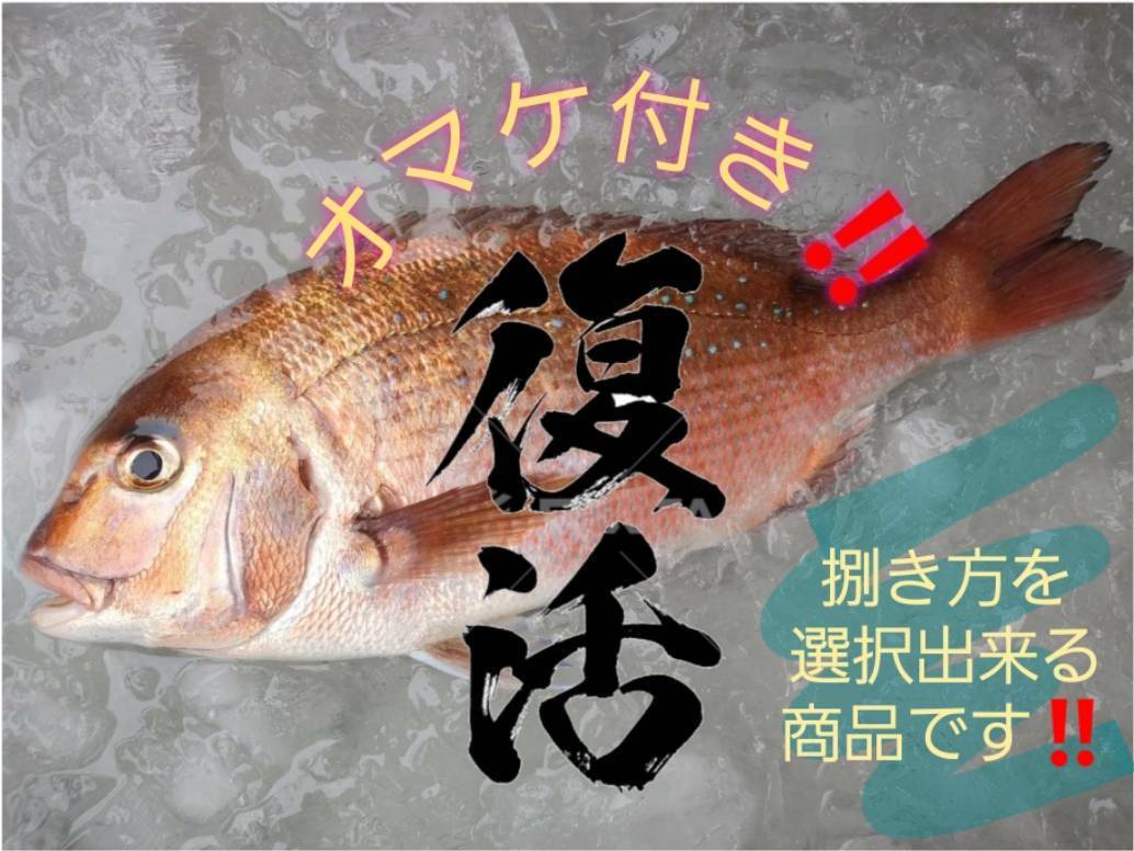 コロナ特売 活〆日本本土最西端の海で大切に育てた真鯛 農家漁師から産地直送の通販 ポケットマルシェ