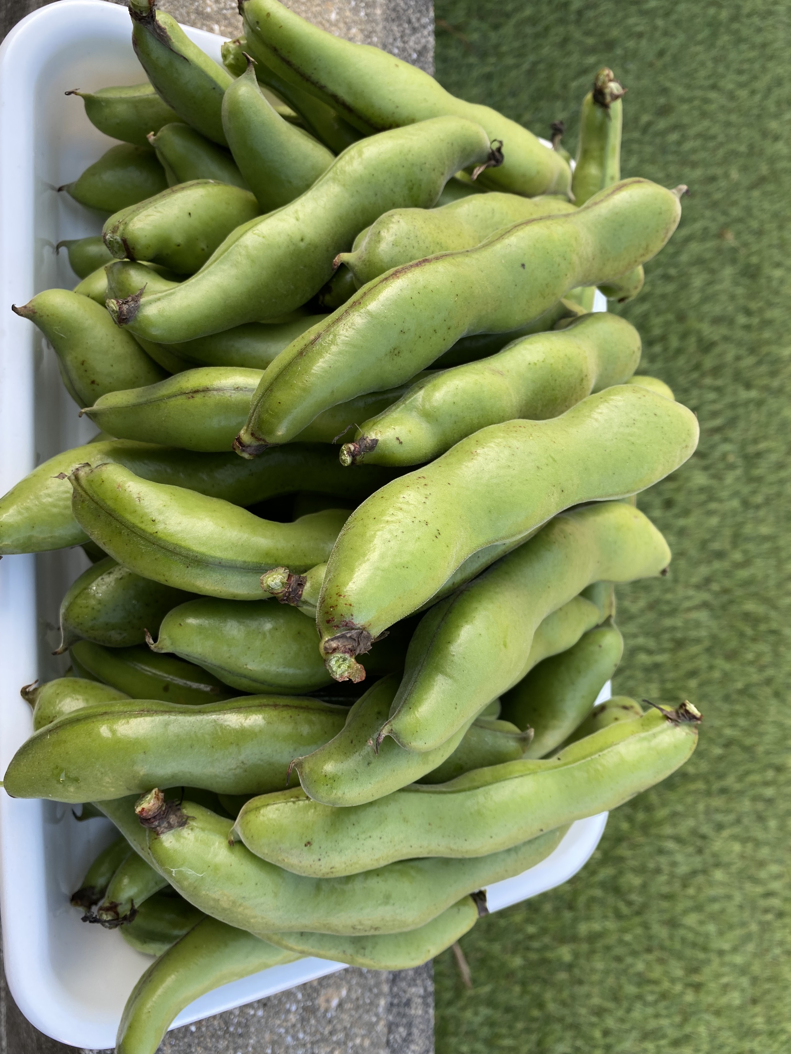 そら豆ページ 松島一寸[そら豆] - e-種や｜国内最大級の野菜種・花種・苗・農業資材