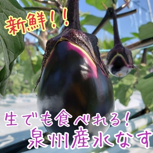 生でも食べれる！泉州産水なす(生)