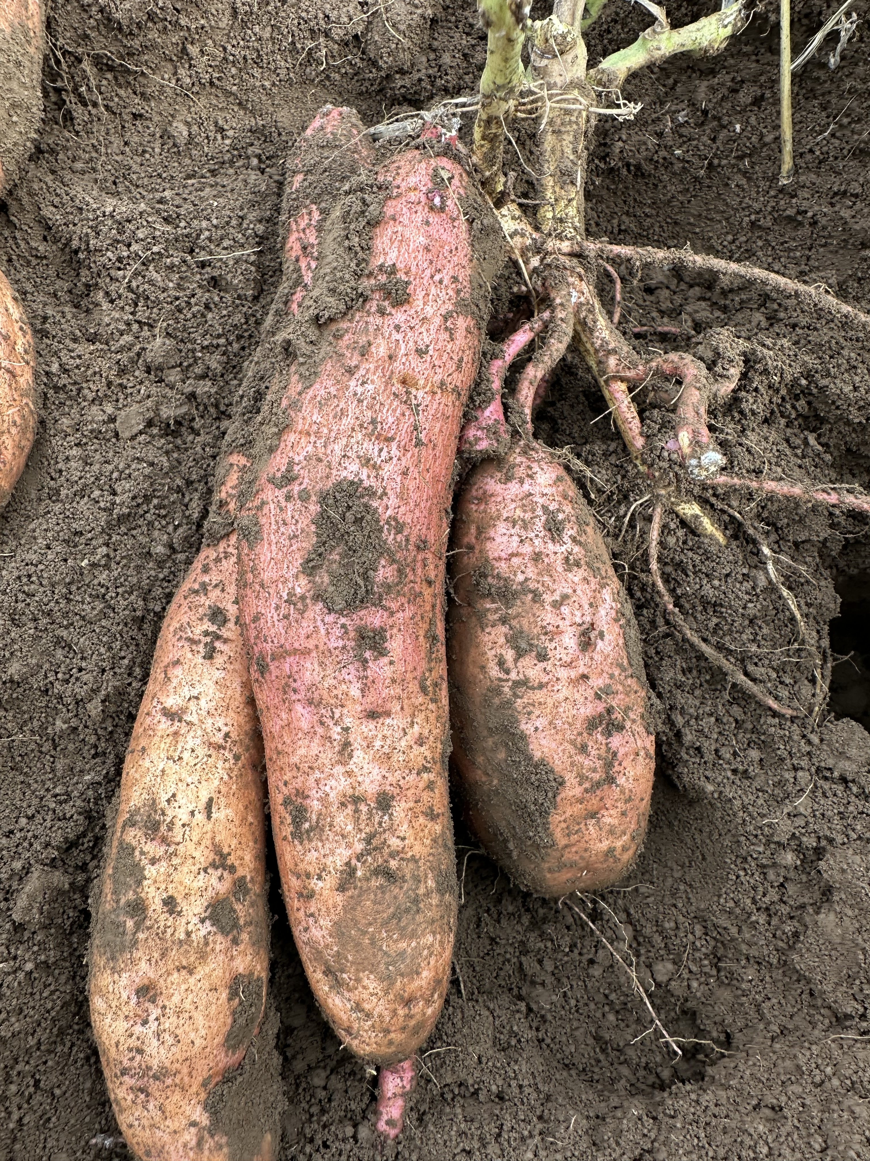 たぬきポケット 千葉県産 さつまいも 苗 安納芋 苗 安納芋 苗」の人気商品