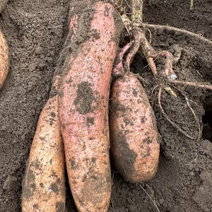 安納芋　　さつまいも　千葉県産　3kg