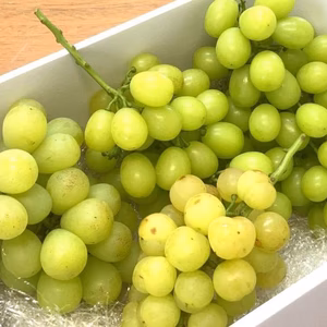「見た目じゃないのよぶどうは、ha han♪」しんご所長におまかせ2キロセット　