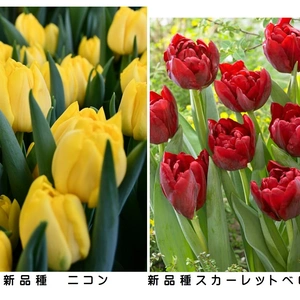 【チューリップ】新品種ニコン黄　スカーレットベロナ赤　八重咲き各１０本