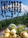 淡路島baby新玉ねぎ3キロ