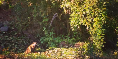 森の家の動物たち