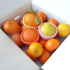 史上最大の食べ比べ！７品種柑橘入り！おみかん玉手箱-虹色２-【2003】