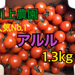 【川上農園】アルル ミニトマト 1.3kg 茨城県産 甘み重視