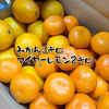 ⭐️希少 熟成丹生系みかん⭐️【家庭用】 本気みかん 有田みかん 