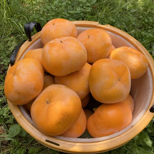 【訳あり品】めちゃくちゃあまーーーい種無し柿