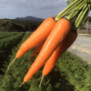 【農薬化学肥料不使用ニンジン】皮ごと食べられる人参（4㎏）